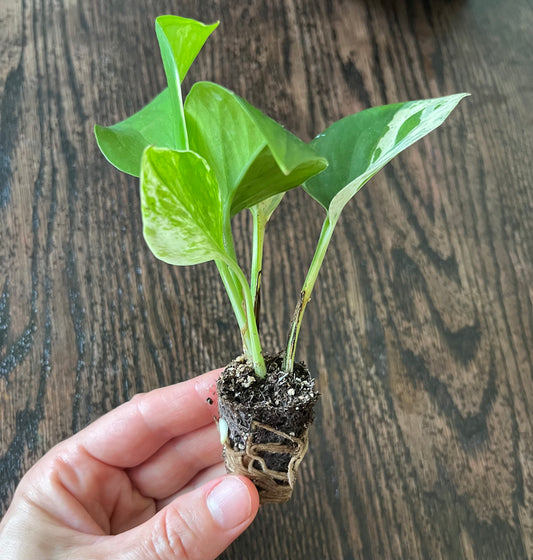 Marble Queen Photos starter plant.