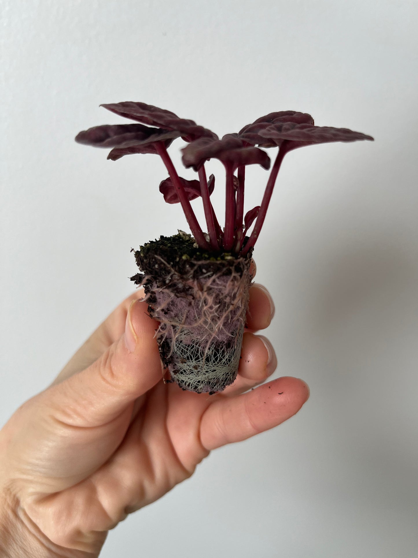 Peperomia Raisinet