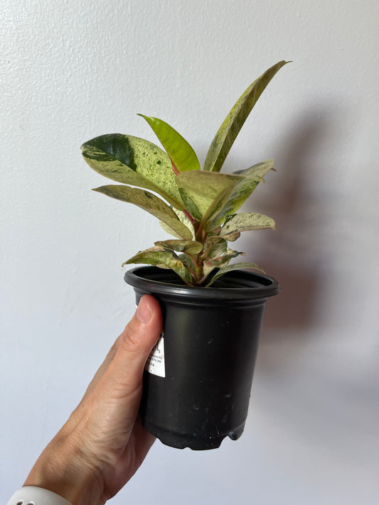 Ficus Elastica Shivereana Moonshine #6