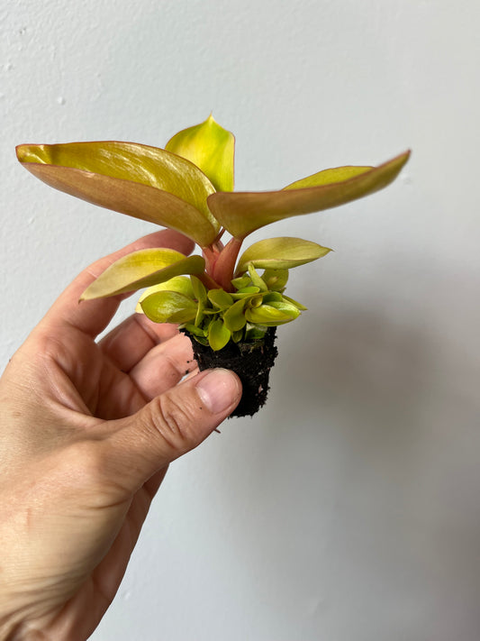 Philodendron Mars