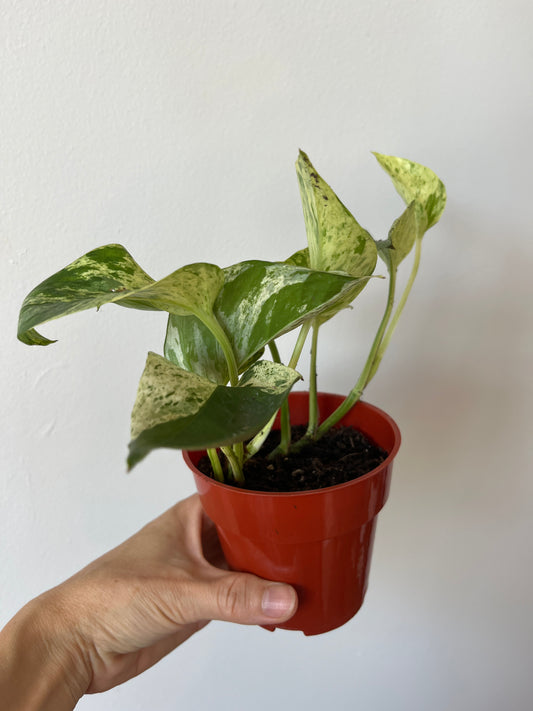 Marble Queen Pothos #5