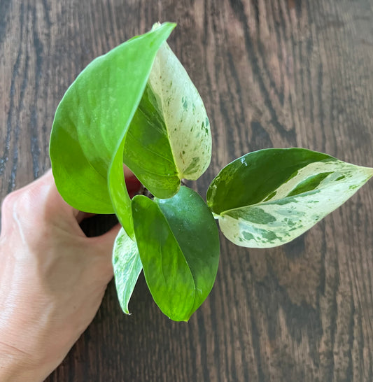 Marble Queen Photos starter plant.