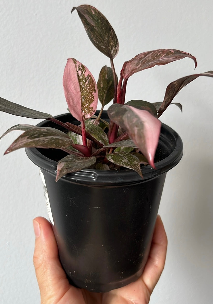 Philodendron Pink Princess 3'
