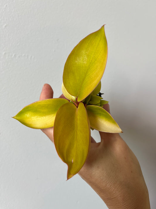 Philodendron Mars