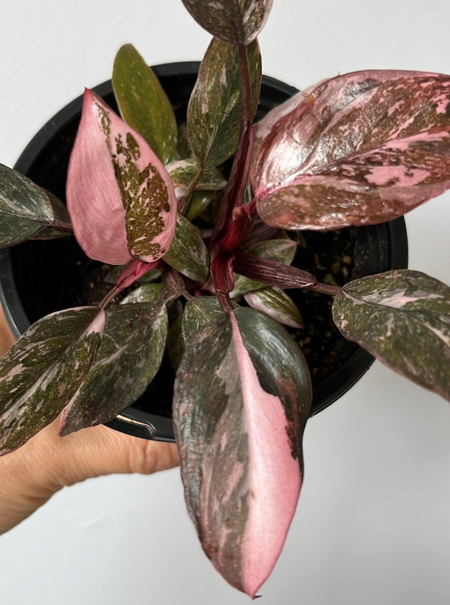 Philodendron Pink Princess 3'