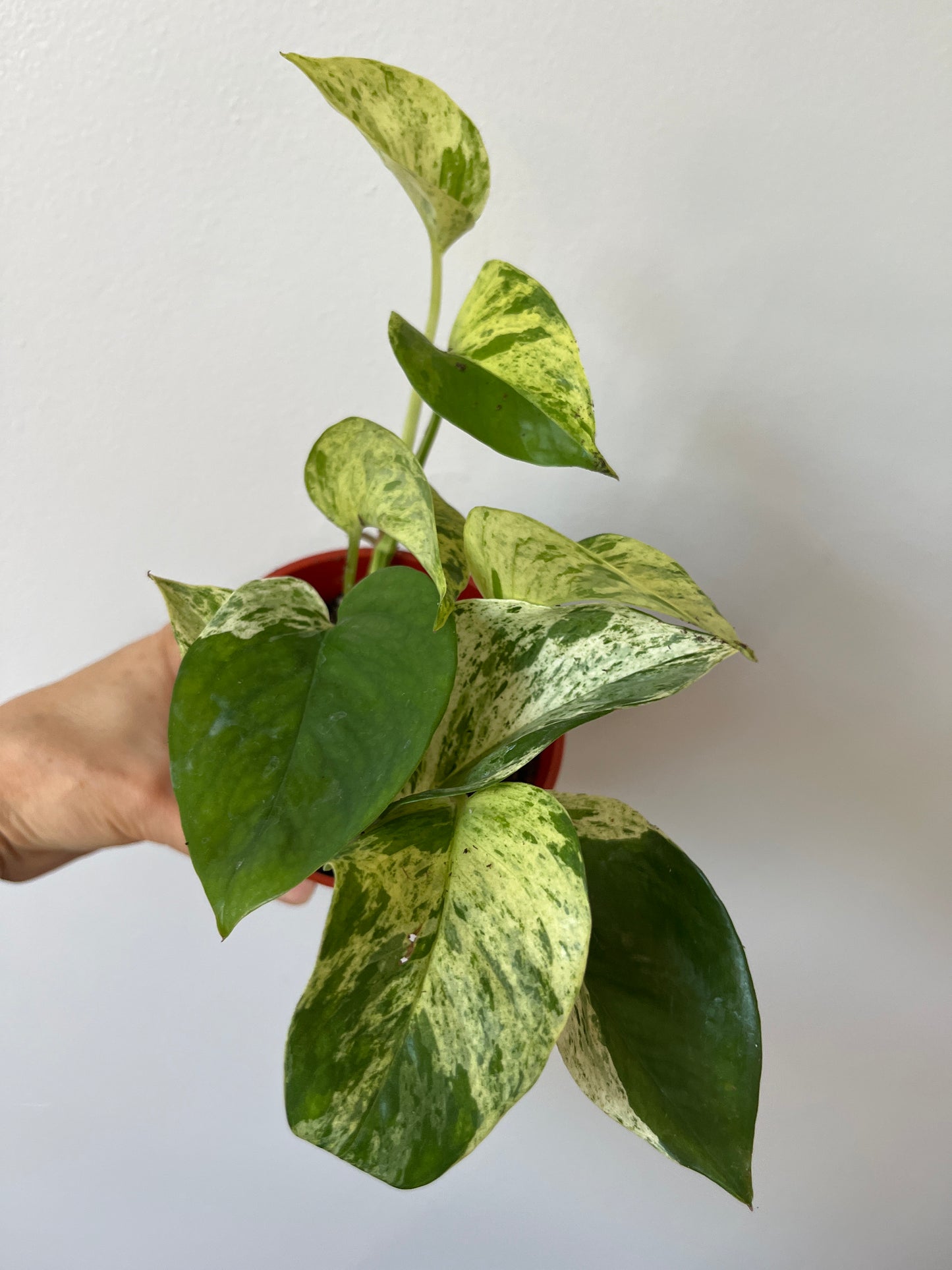 Marble Queen Pothos #5