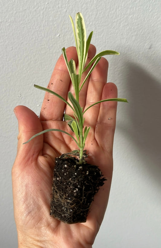 Lavender Platinum Blondy