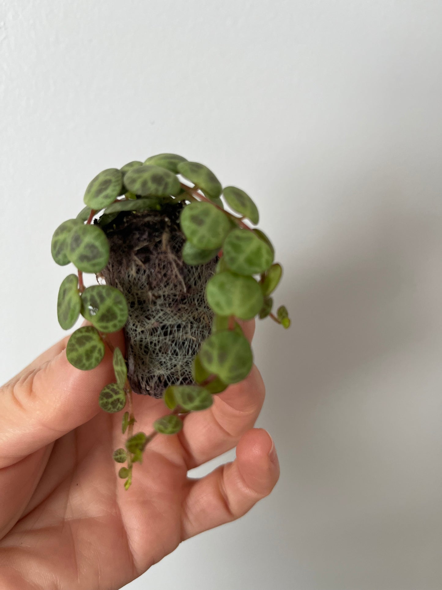 Peperomia String of Turtles