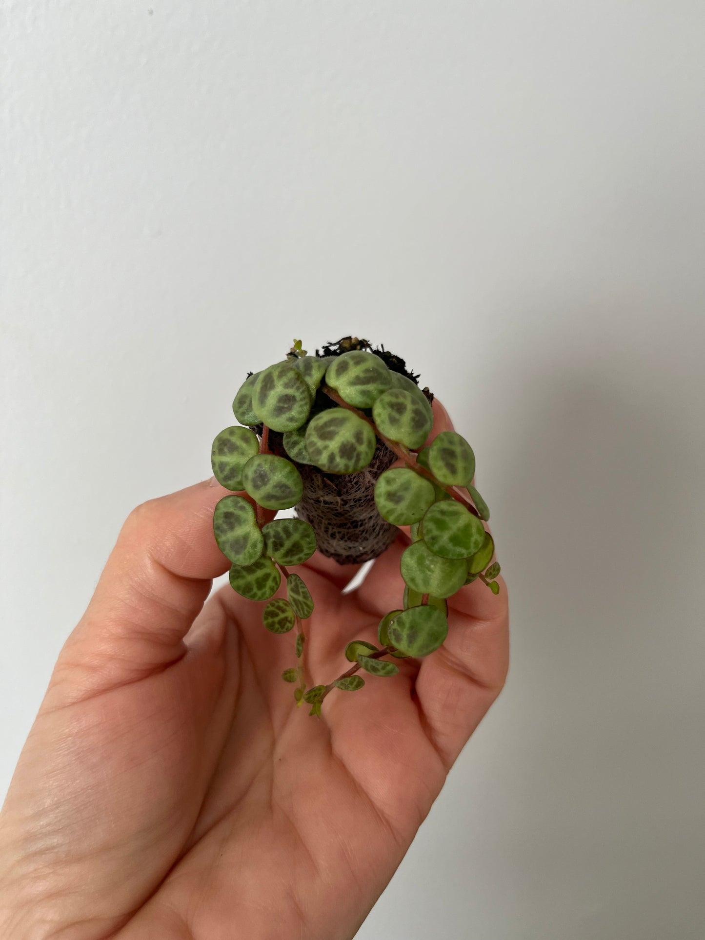 Peperomia String of Turtles