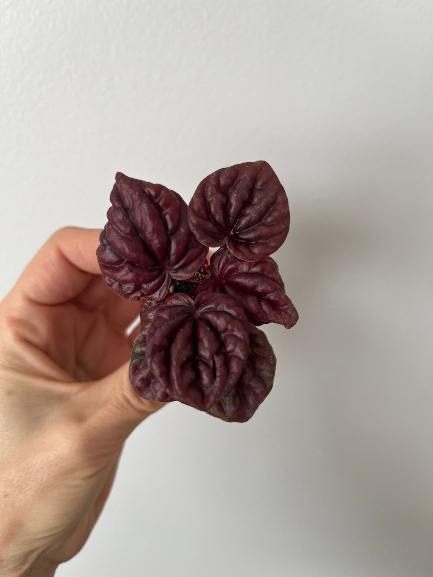 Peperomia Raisinet