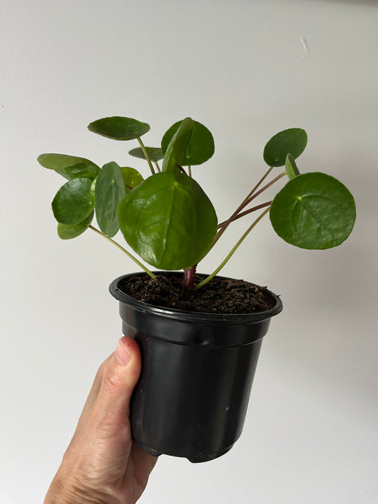 Pilea peperomioides, (Chinese money plant)