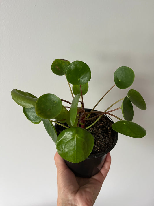 Pilea peperomioides, (Chinese money plant)