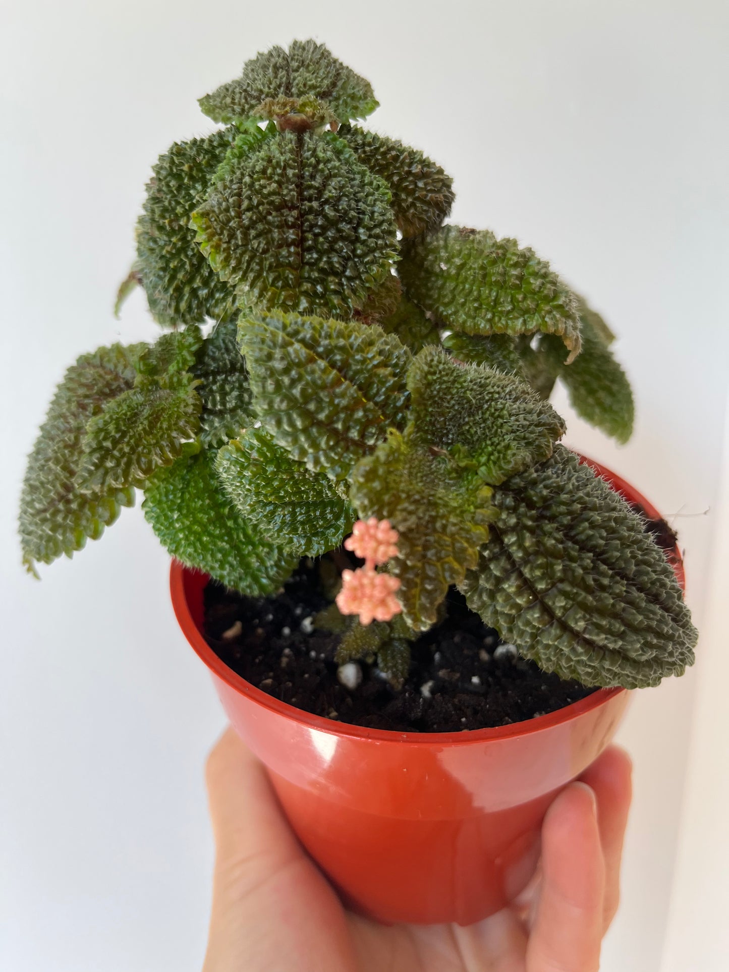 Pilea involucrata Friendship plant #8