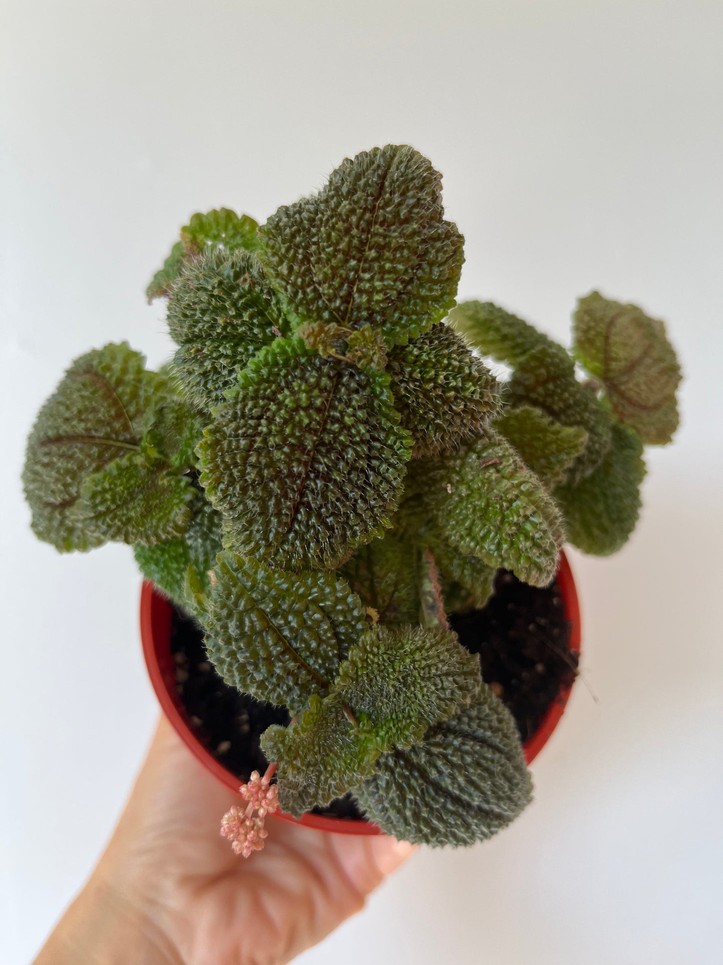 Pilea involucrata Friendship plant #8