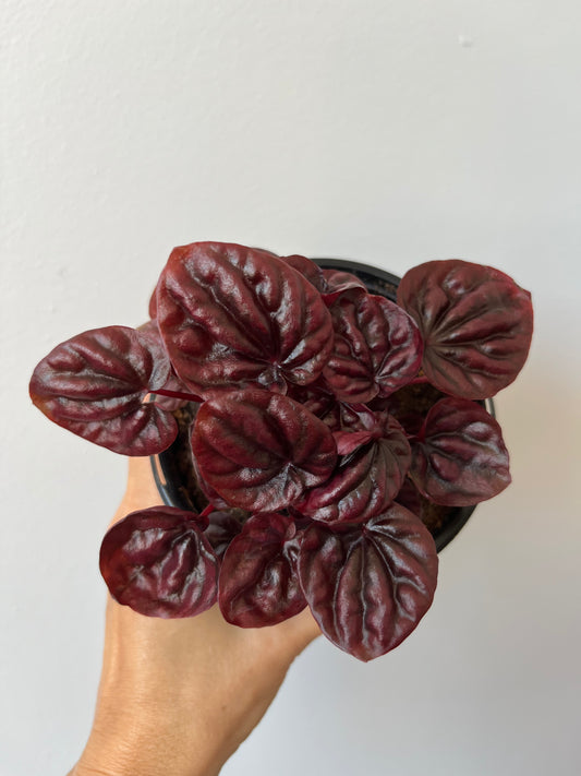 Peperomia Raisinet #3