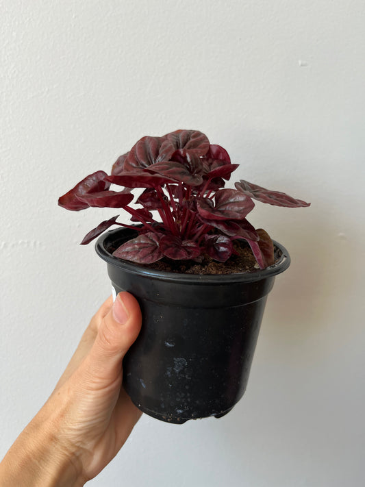 Peperomia Raisinet #3
