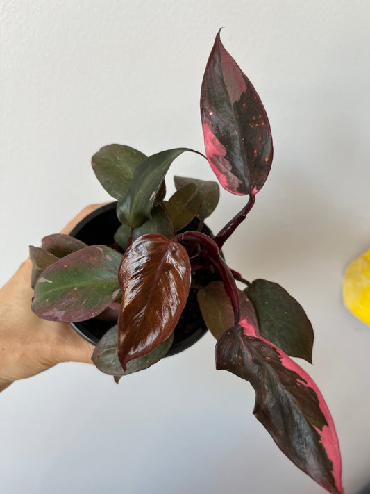 Philodendron Pink Princess 3' #4
