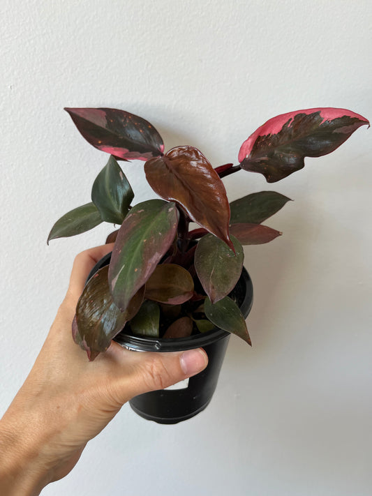 Philodendron Pink Princess 3' #4