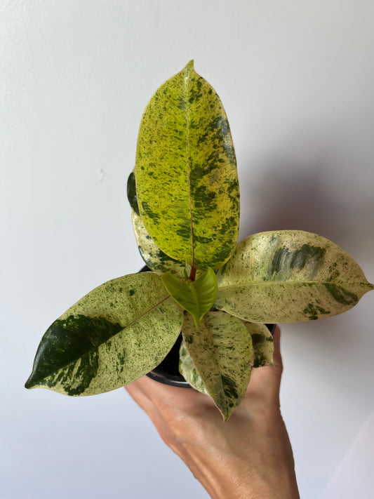 Ficus Elastica Shivereana Moonshine #6