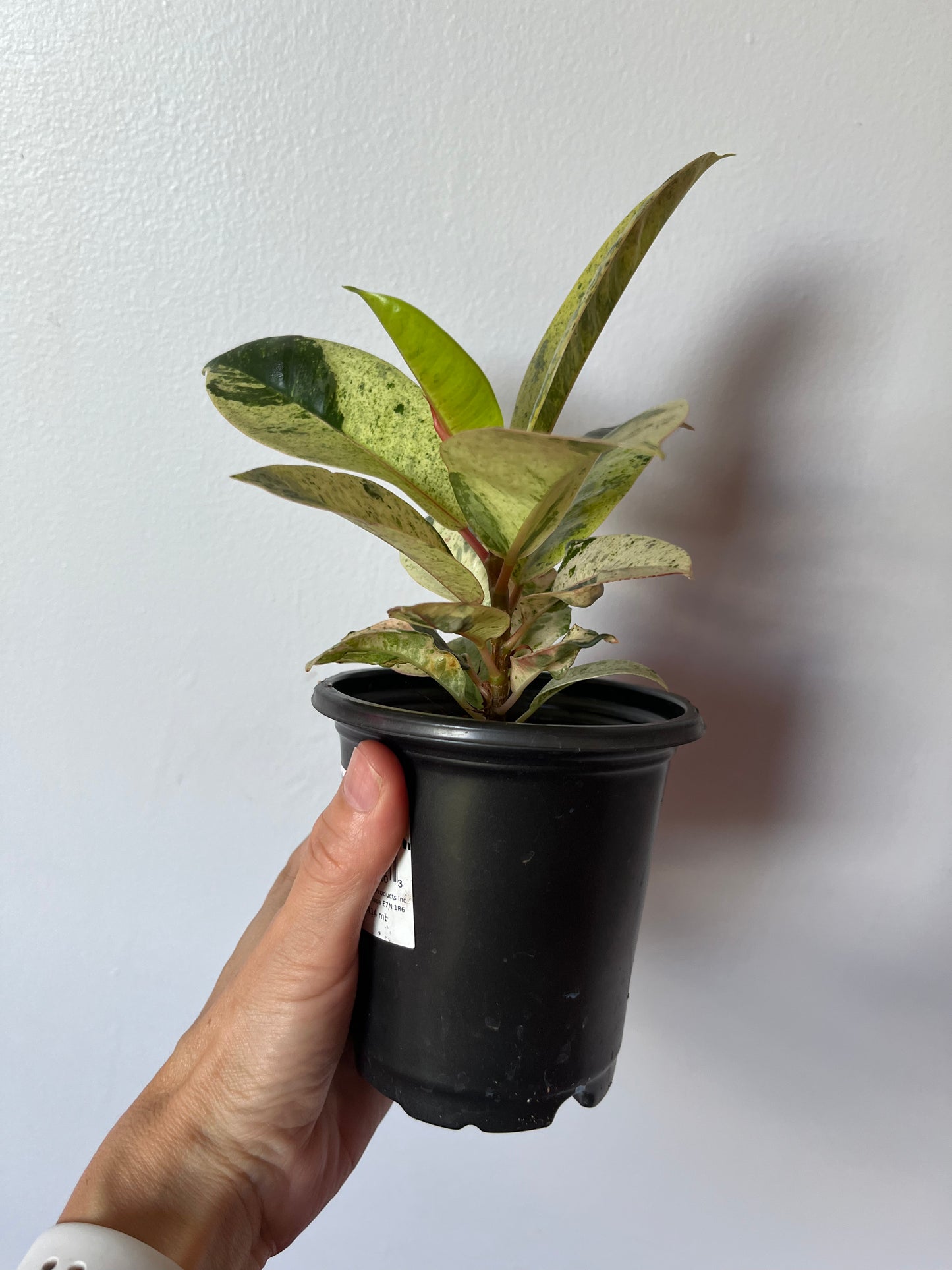 Ficus Elastica Shivereana Moonshine #6