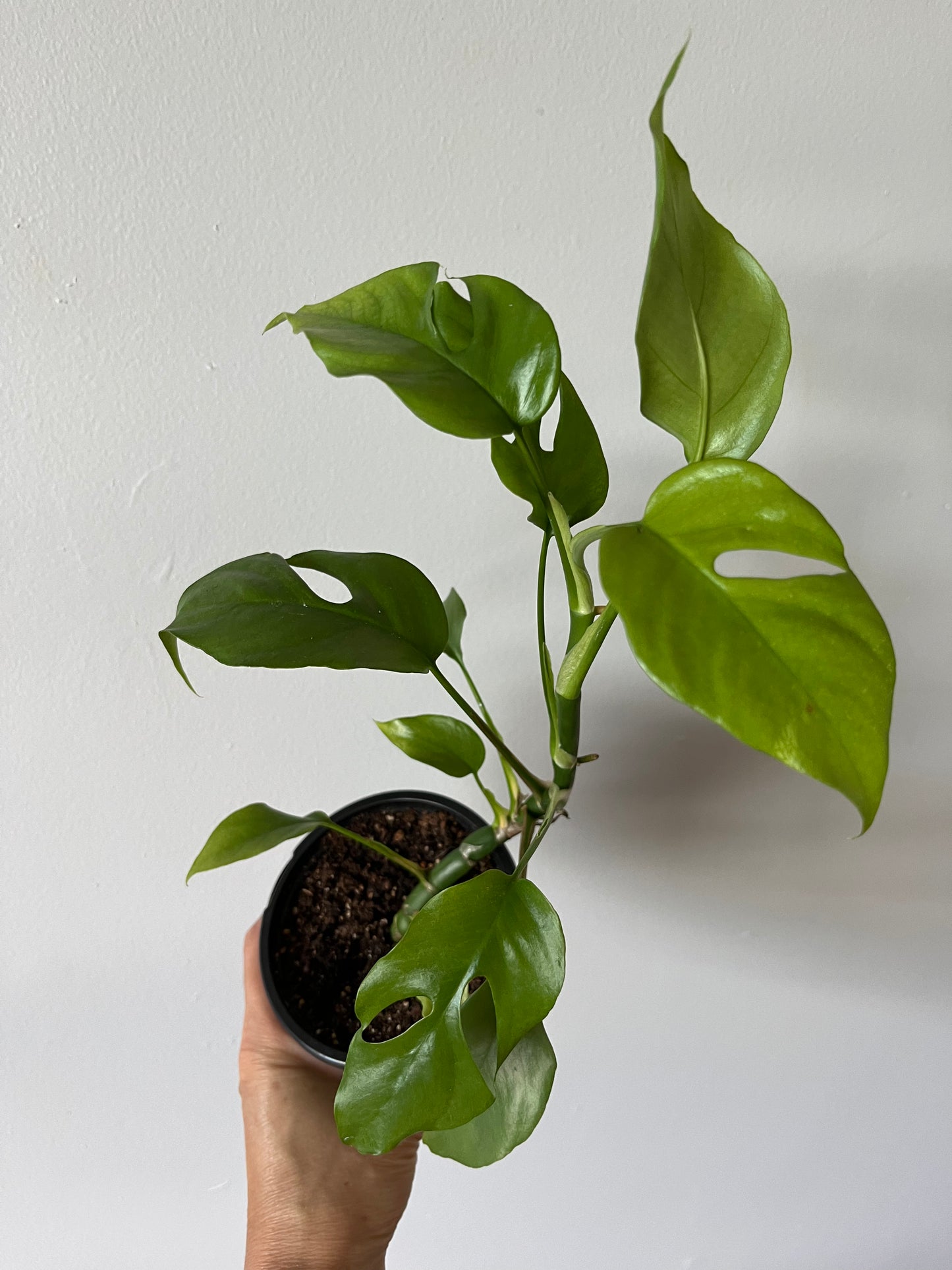 Rhaphidophora Tetrasperma Mini Monstera #7