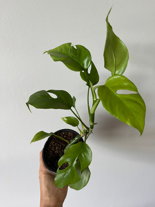 Rhaphidophora Tetrasperma Mini Monstera #7