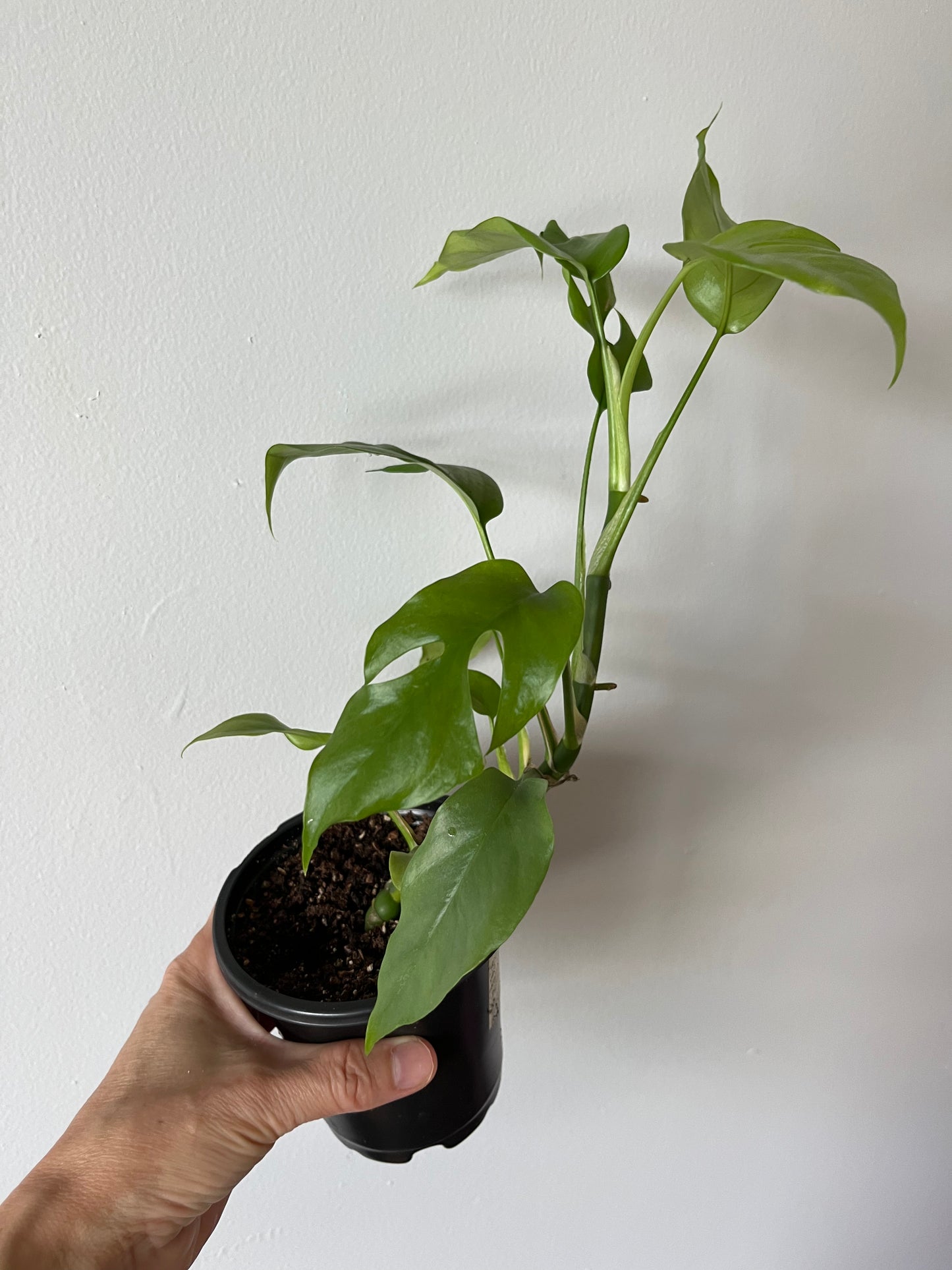 Rhaphidophora Tetrasperma Mini Monstera #7