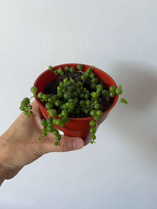 String of Pearls (Curio rowleyanus)