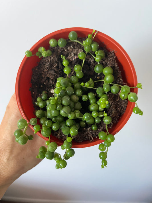 String of Pearls (Curio rowleyanus)