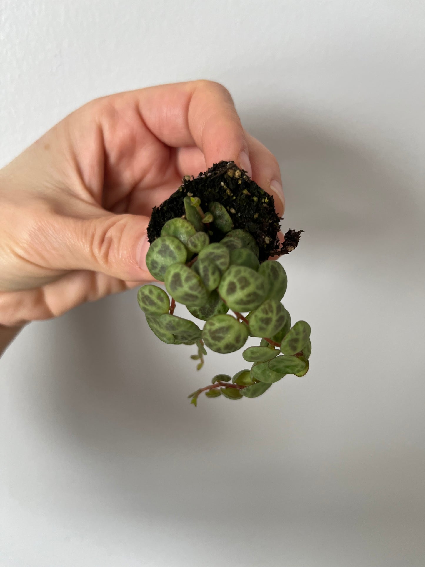 Peperomia String of Turtles