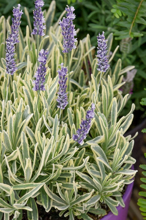 Lavender Platinum Blondy
